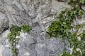 Impression of rock-face in Geotope Kalvarienberg, Donauwörth-Wörnitzstein