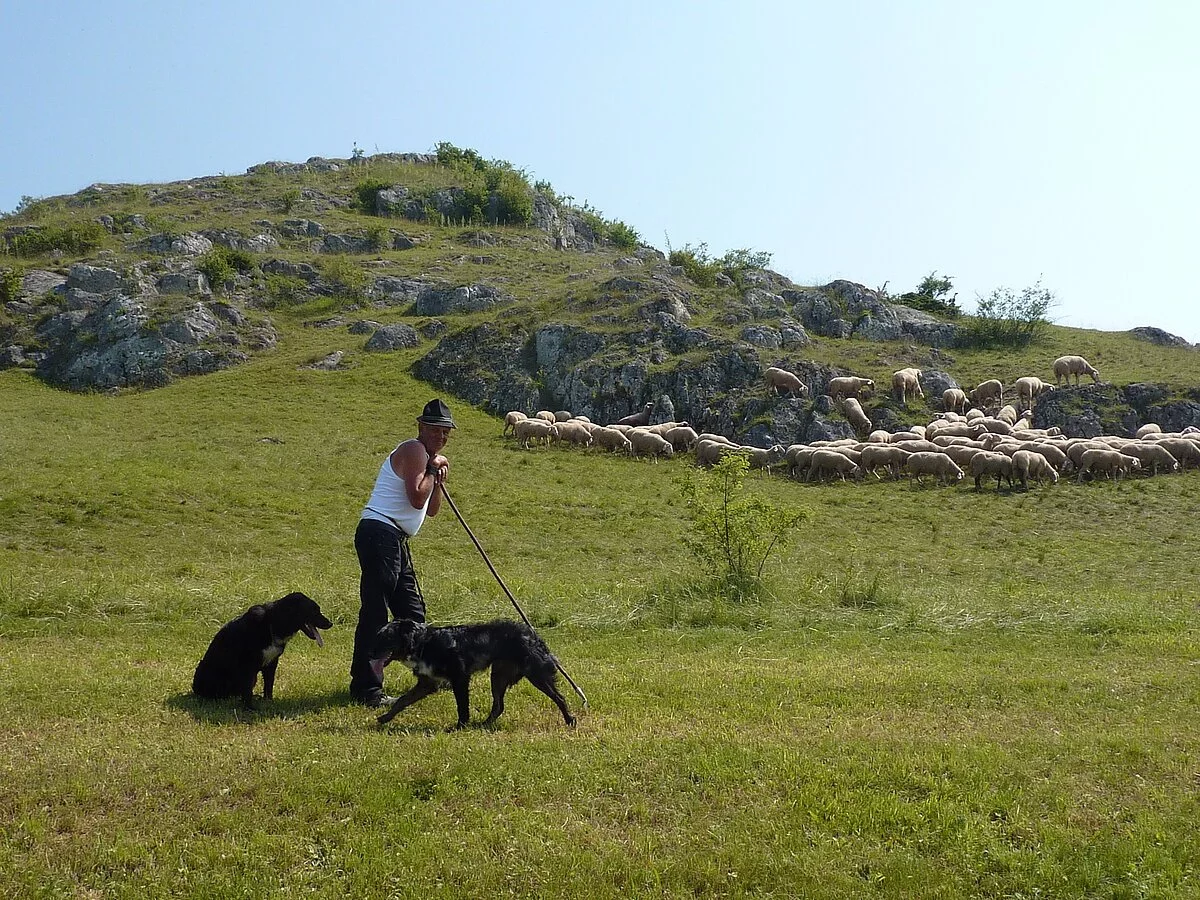 Ein Schäfer ist im Ries mit seiner Schafherde und seinen zwei Hunden unterwegs