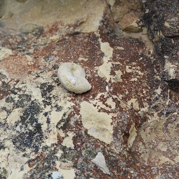 Ein Ammonit im Geotop Kühstein/Mönchsdeggingen.