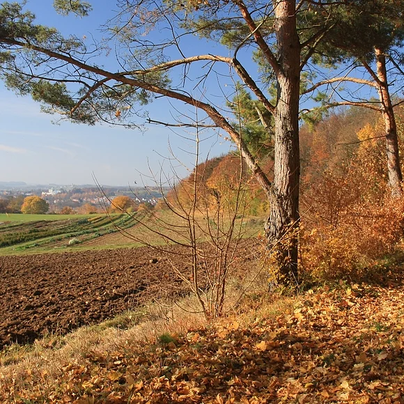 Blick im Herbst vom Waldrand bzw. Riesrand aus auf Oettingen.