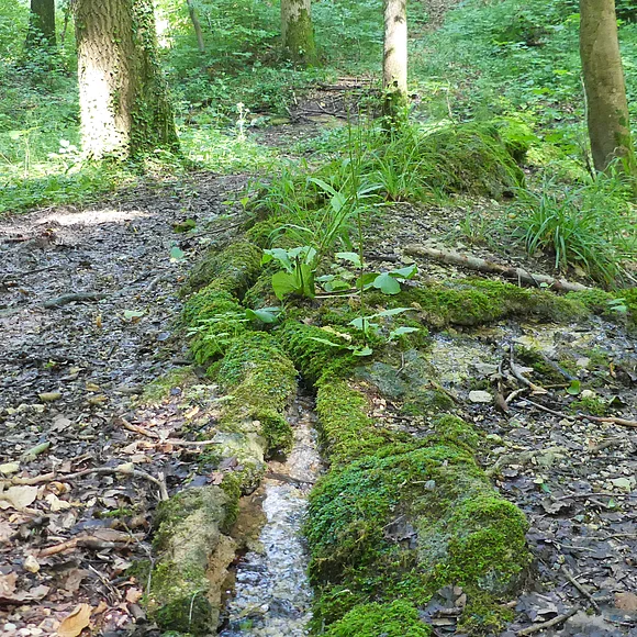 Wasserlauf im bemoosten und belaubten Wald