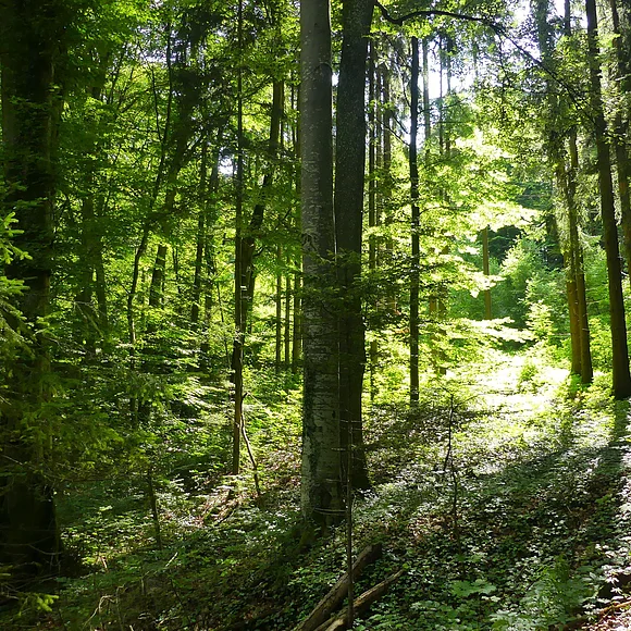 Bäume mit grünen Blättern und braun-belaubter Waldboden