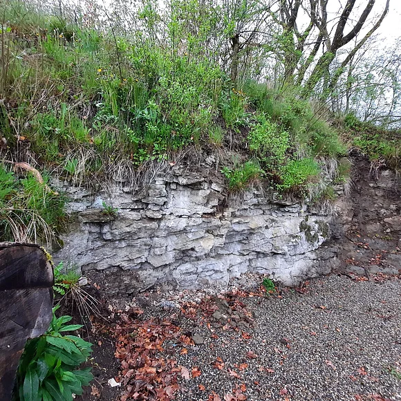 Eine helle, hüfthohe und geklüftete Felswand ist mit Pflanzen überwachsen.