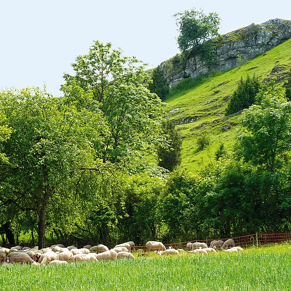 Aus der Wiese an einem Hang stehen verschieden große Felsblöcke hervor. Auf der Wiese am Hangfuß weiden Schafe.