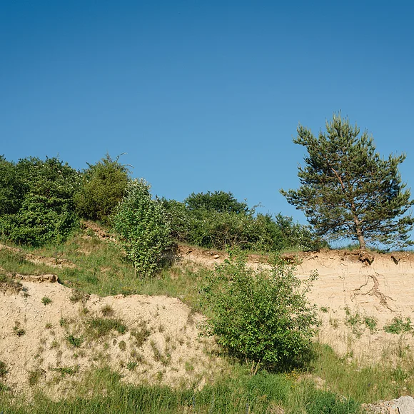 An einem steilen Hanganriss stehen Büsche und Bäume.