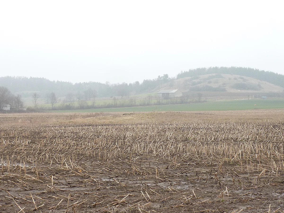 Hinter einem abgeernteten Maisfeld ist durch Nebel ein Hügel mit etwas Wald zu erkennen.