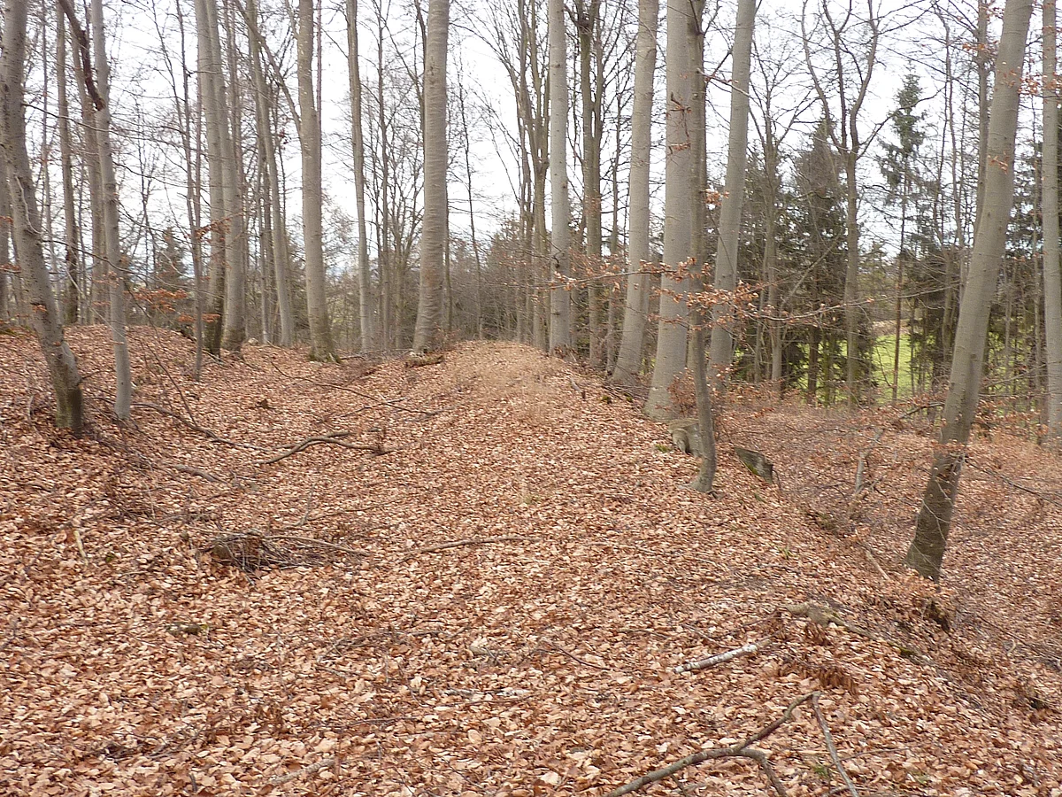 Der Waldboden in einem entlaubten Buchenwald weist einige kleine Hügel und Senken auf.