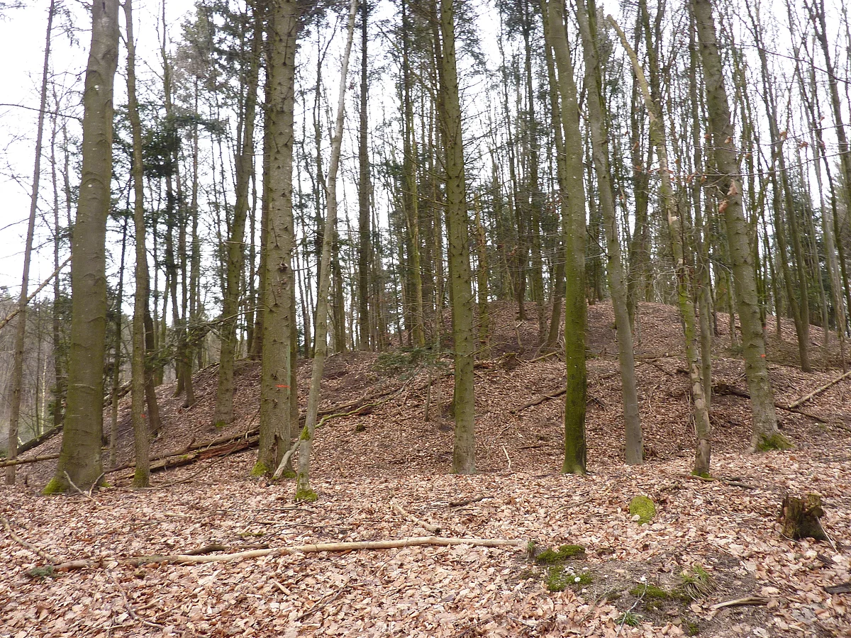 In einem Waldstück steigt der Boden in zwei hügeligen Stufen an.