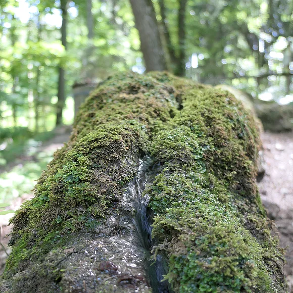 In einer moosbewachsenen Rinne fließt ein kleines Wasserrinnsal.