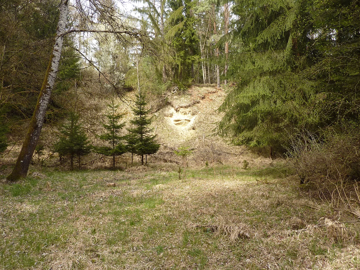 In einem Wald befindet sich ein kleiner, teils von Gras bewachsener Hanganriss.