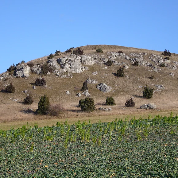 Aus der Wiese eines Hügels ragen mehrere Felsen und es wachsen vereinzelt Büsche. Im Vordergrund ist ein Acker zu sehen.