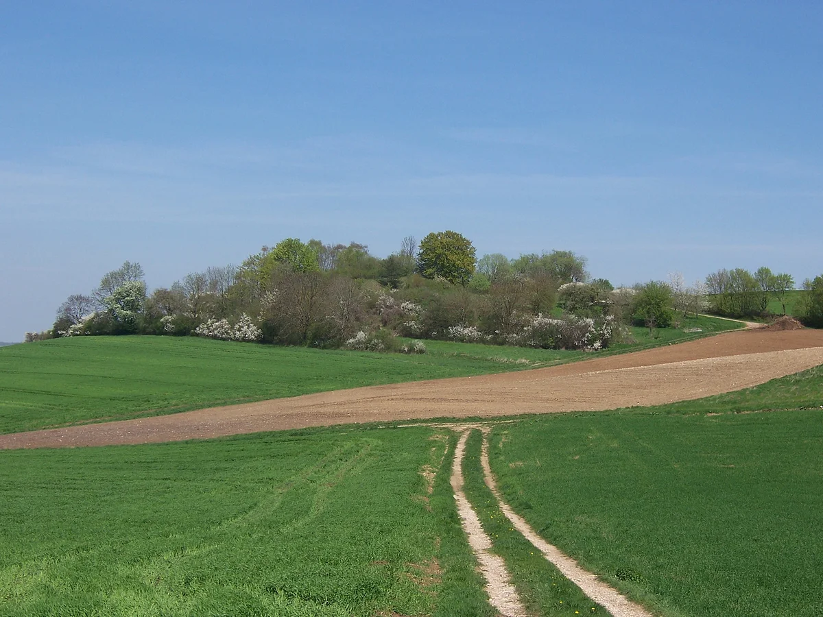 Auf einer Wiese stehen Reihen mit Büschen und Bäumen. Im Vordergrund ist ein Acker, Wiesen und ein Feldweg zu sehen.