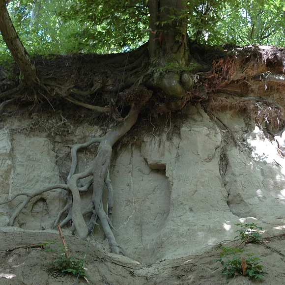 Die Wurzeln eines Baumes klammern sich an eine Geländestufe aus hellem, feinkörnigen Gestein.