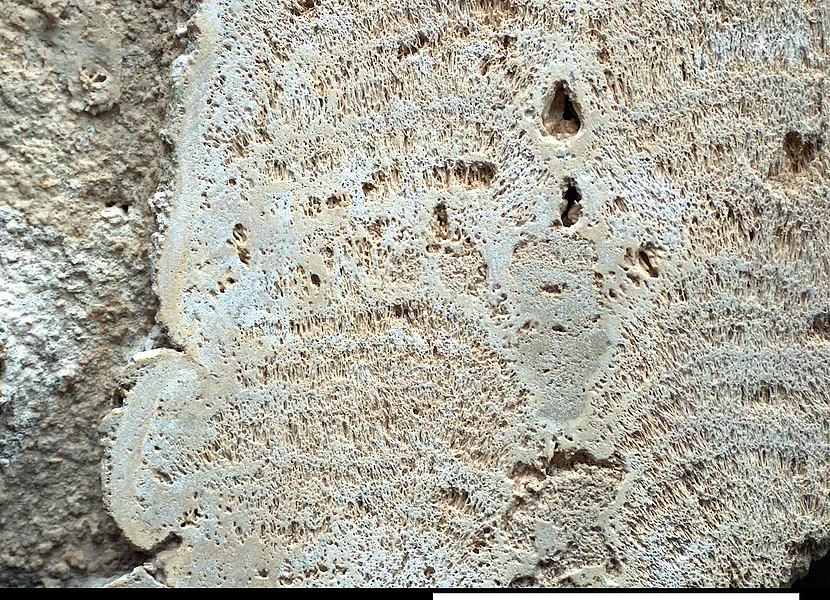 Die geschliffene Oberfläche eines Gesteins zeigt von einer Alge aufgebauten Grünalgen-Riffdolomit.