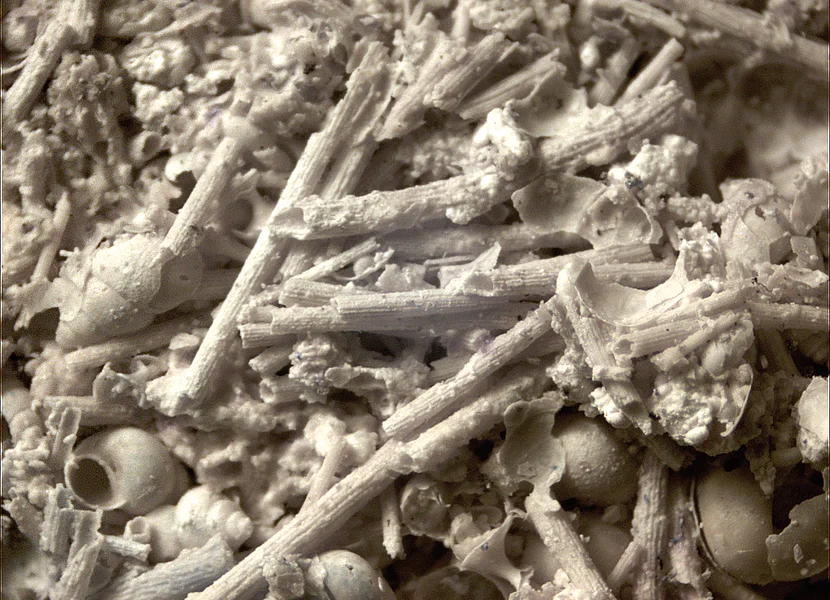 Die Mikroskopaufnahme zeigt spiralberippte Stängel von Armleuchteralgen.