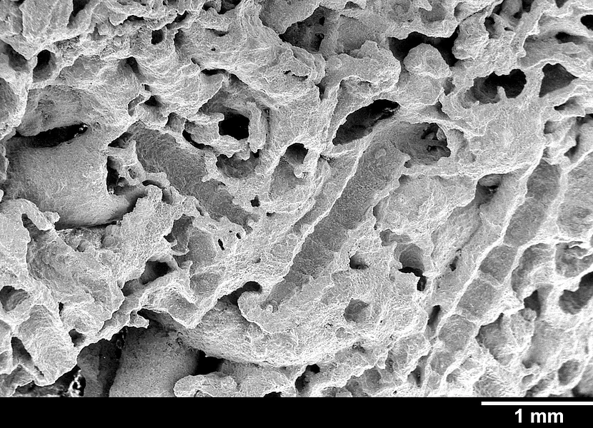 Eine Mikroskopaufnahme zeigt verkalkte Fliegenlarvenhüllen.