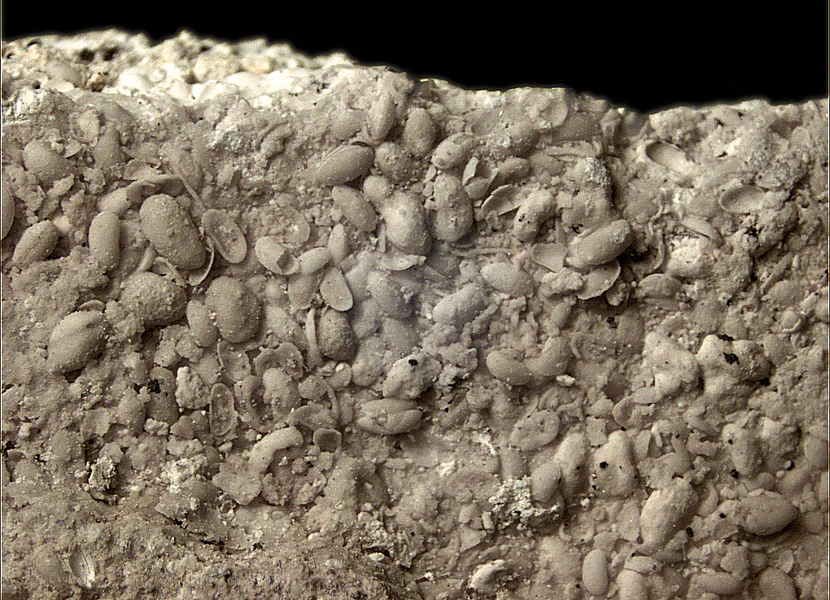 In einem Gesteinsbruchstück sind viele millimetergroße Muscheln erkennbar.