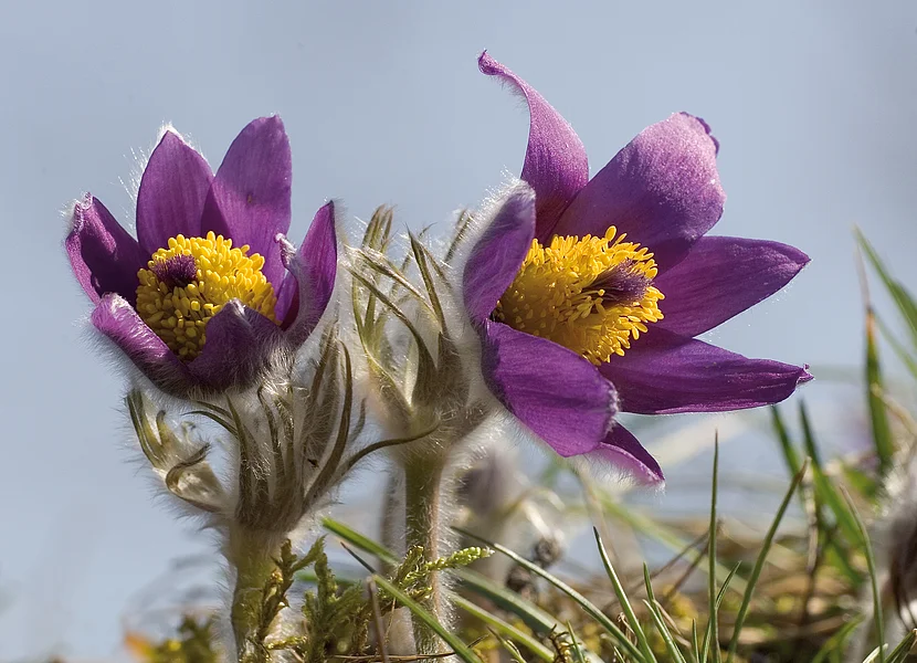Pasque flowers on dry grassland of Ries rim Die Nahaufnahme zeigt zwei Blüten der Küchenschelle.