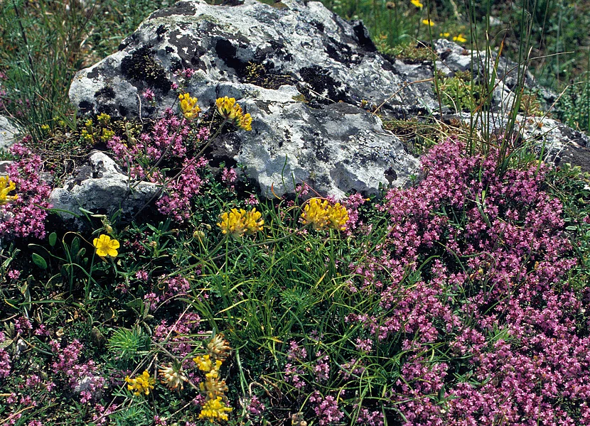 Flora of dry grassland with rock outcrop Neben einem Felsen wachsen in einer Wiese gelbe und rosa Blumen.
