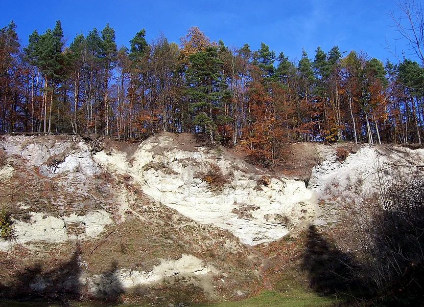 Suevite in contact with displaced Upper Jurassic limestone in Altenbürg quarrySuevite in contact with displaced Upper Jurassic limestone in Altenbürg quarry Oberhalb der teils bewachsenen Felswand eines ehemaligen Steinbruchs stehen viele Bäume.