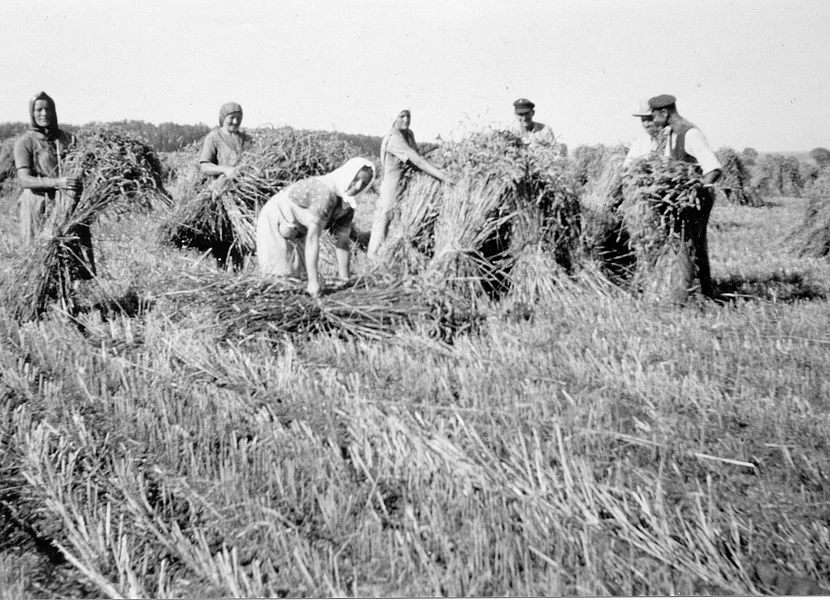 Die schwarz-weiß Aufnahme zeigt mehrere Personen bei der Getreideernte auf einem Acker.