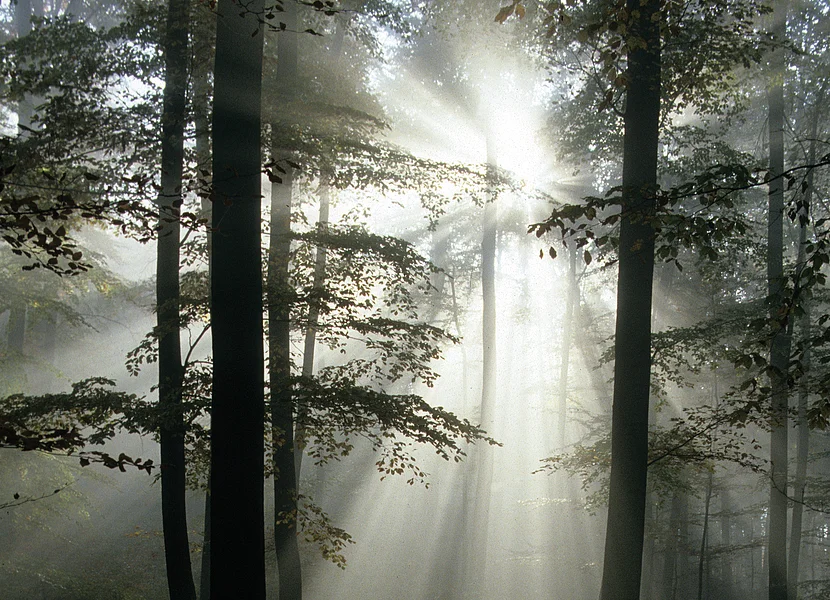 Calcareous beech forest Durch einen dichten Buchenwald scheint die Sonne. Ihre Strahlen brechen sich in der dunstigen Luft.