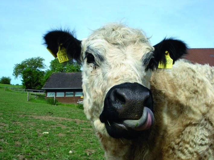 Galloway cattle on the Holunderhof Ein Rind mit weißem Fell und schwarzen Ohren leckt sich die Schnauze. Im Hintergrund sind die Weide und Stallgebäude zu sehen.