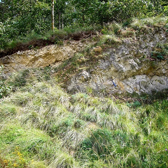 Die Geländestufe an einem Waldrand zeigt unter geringmächtigem Boden helles Gestein.