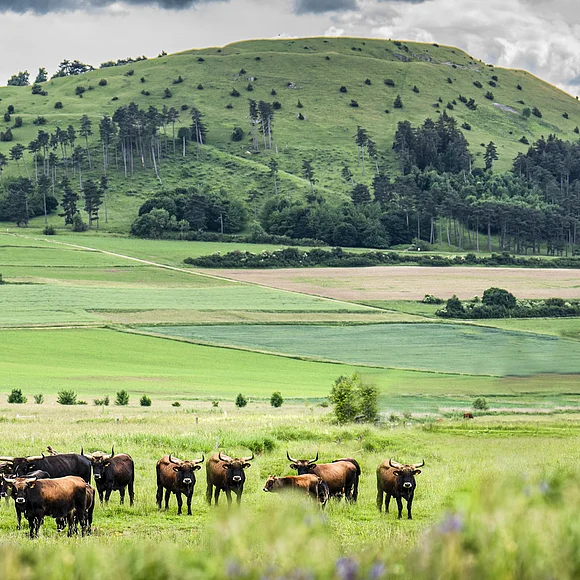Eine Herde von Rindern steht auf einer grünen Wiese, im Hintergrund ein bewaldeter Hügel.